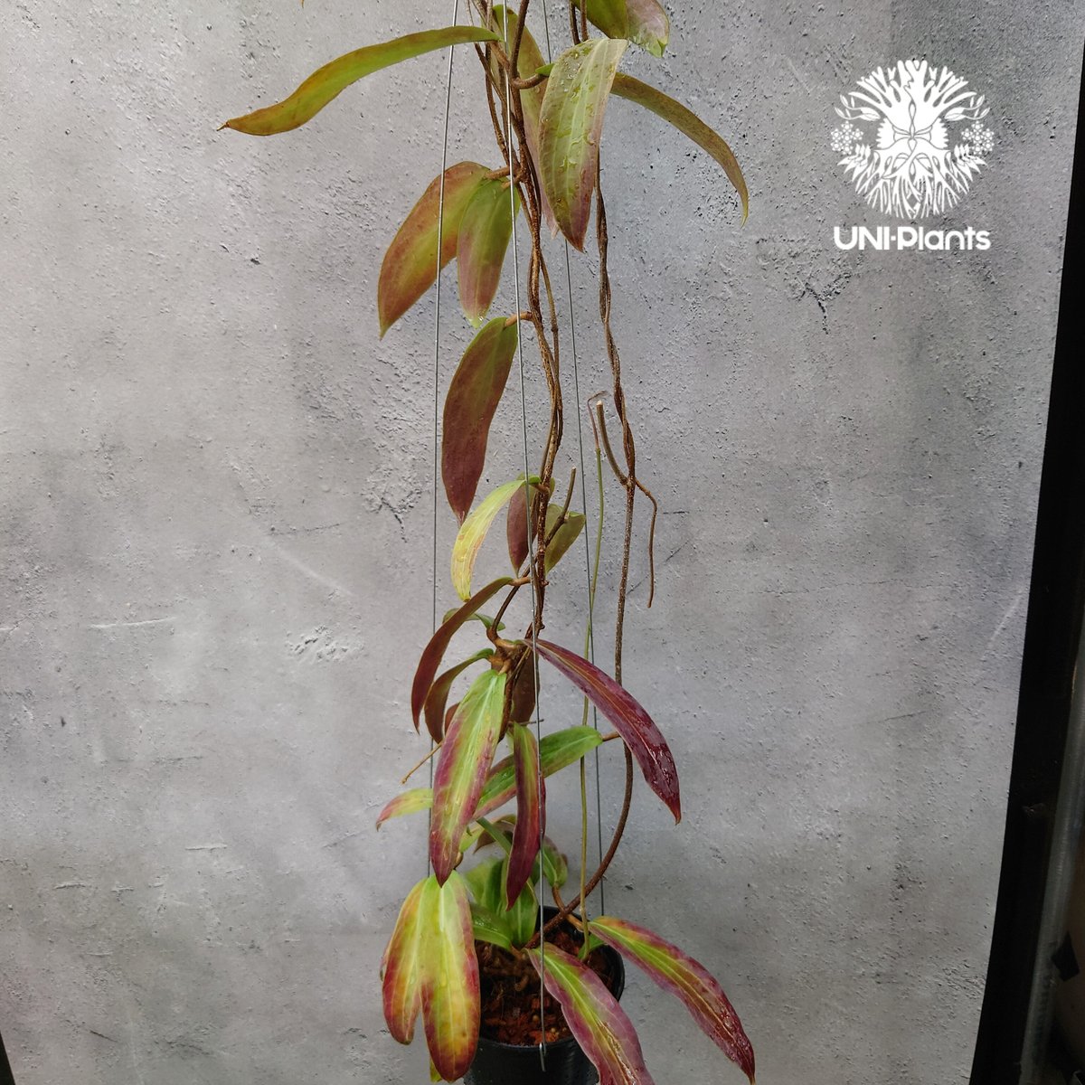 Hoya bordenii ホヤ ボルデニー 希少 ホヤ植物 ホヤの花 珍しい 希少な
