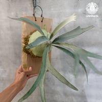 【国内繁殖株・一点物】Patycerium veitchii wild | ビカクシダ ベイチー ワイルド | ビカクシダ原種 | ビカクシダ板付け ビカクシダビーチ