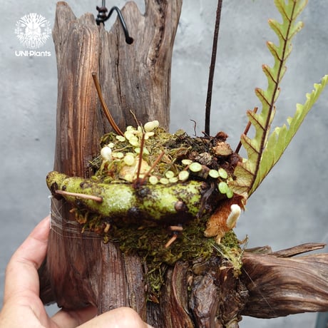 Drynaria rigidula `whitei ドリナリア·リギデュラ'ホワイティ' 流木仕立て 観葉植物 珍奇植物 植物 着生植物 インテリア植物 珍しい シダ植物