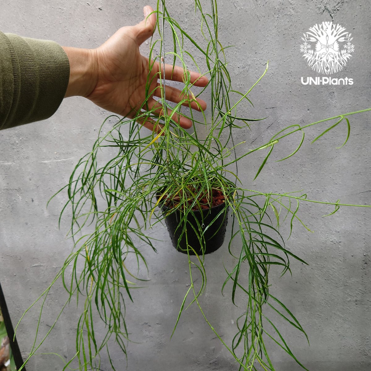 専用＊0927＊ホヤ ＊ステノフィラ Hoya stenophylla ホヤ ステノフィラ 希少 ホヤ植物 ホヤの花