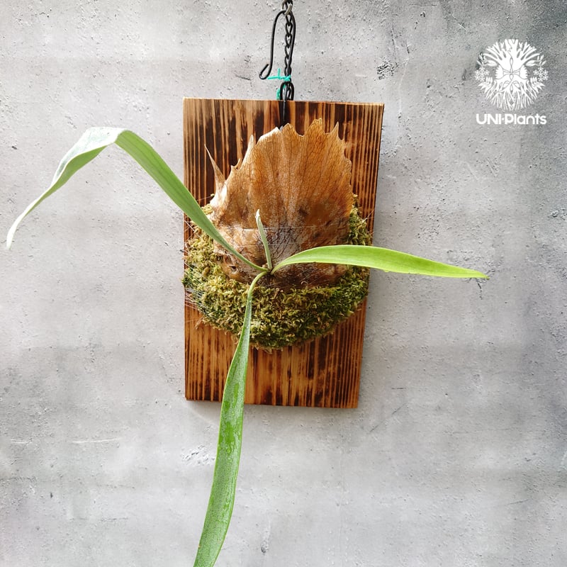 Platycerium Blue vista ビカクシダブルービスタ ビカクシダウィ