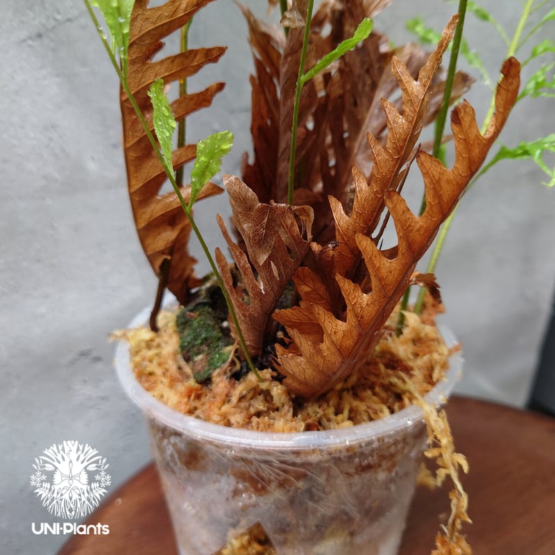 再入荷! Drynaria rigidula `whitei ドリナリア·リギデュラ