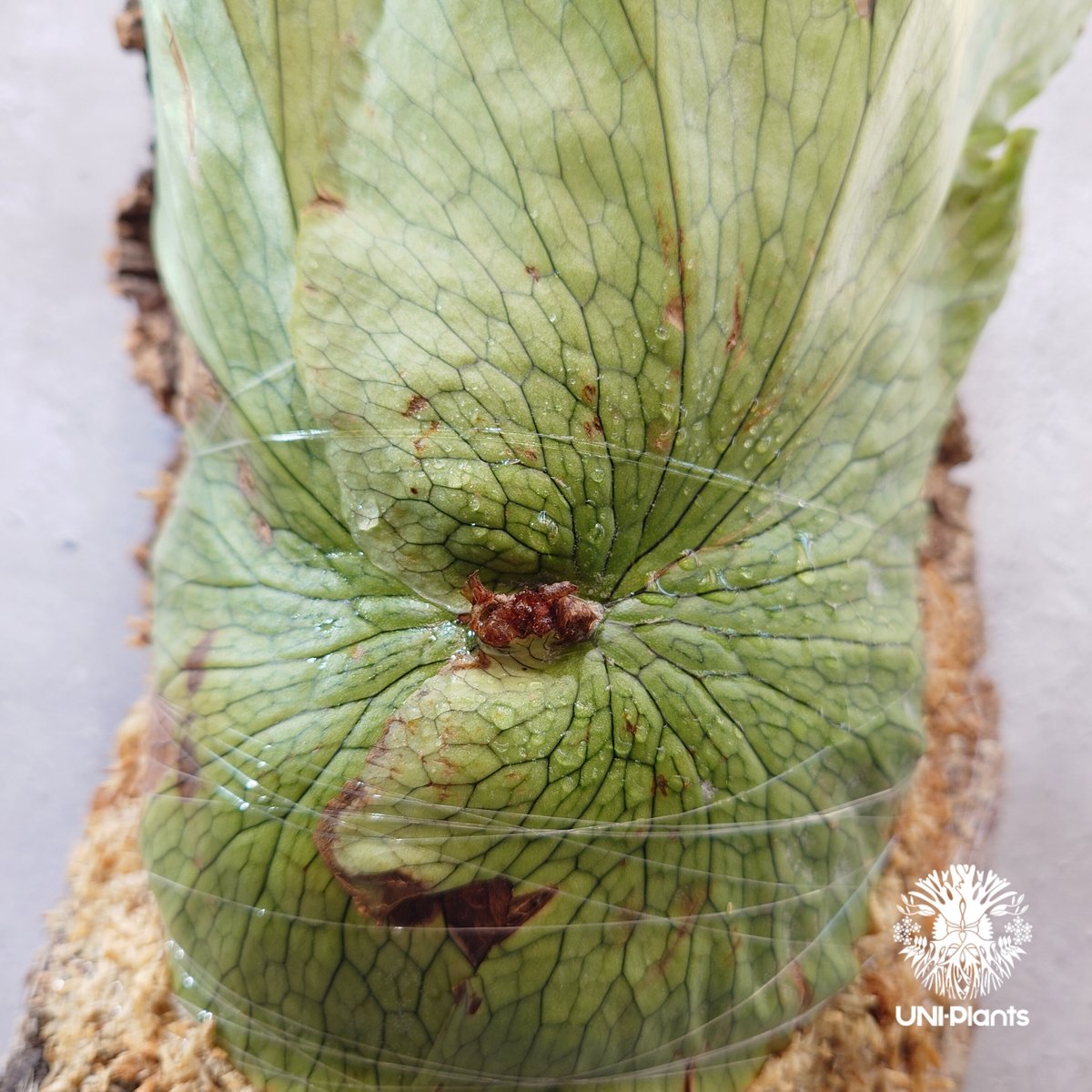ビカクシダ・ワンダエ　大株 Platycerium wandae wild ビカクシダ ワンダエ ワイルド株
