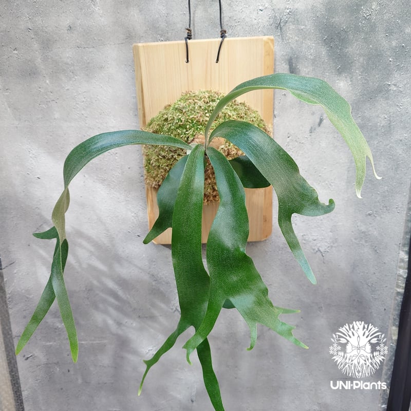 ビカクシダ MtLwis NarrowLeaf pup とオマケ株 ビカクシダ MtLwis