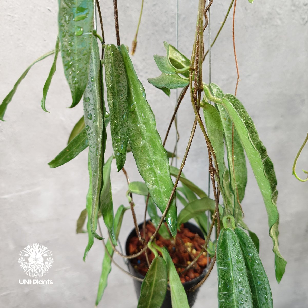 Hoya Hypolasia ホヤ ヒポラシア ホヤ植物 ホヤの花 希少な植物 Hoyapla