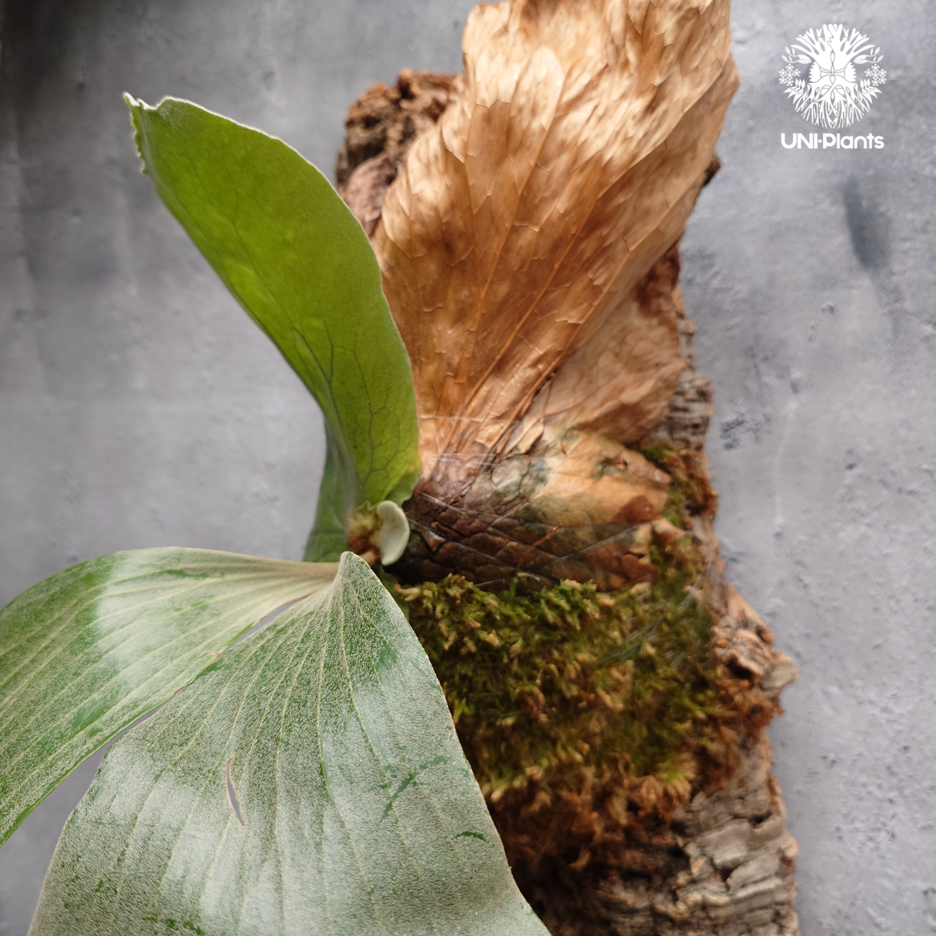 Platycerium elemaria (P. elephantotis x P. andi