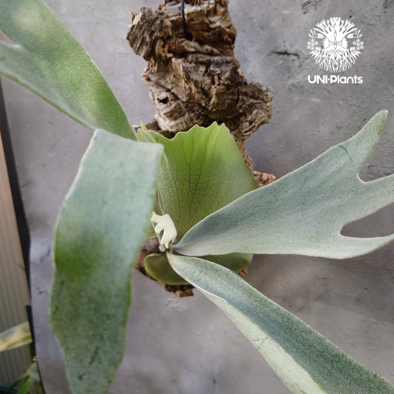 ビカクシダ ビーチー　シルバー　球形基部 緑色 ベイチーワイルドvp16 from @vandaka_plants 小株の貯水葉が尖っ