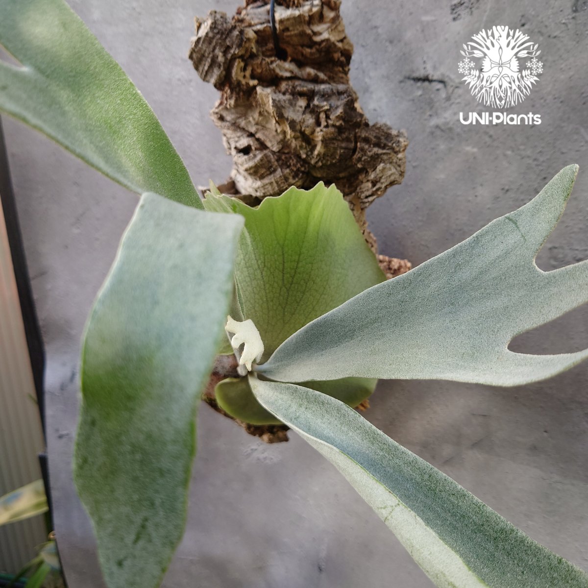 ビカクシダ ビーチー　シルバー　球形基部 緑色 ビカクシダ ビーチー シルバー 球形基部 緑色