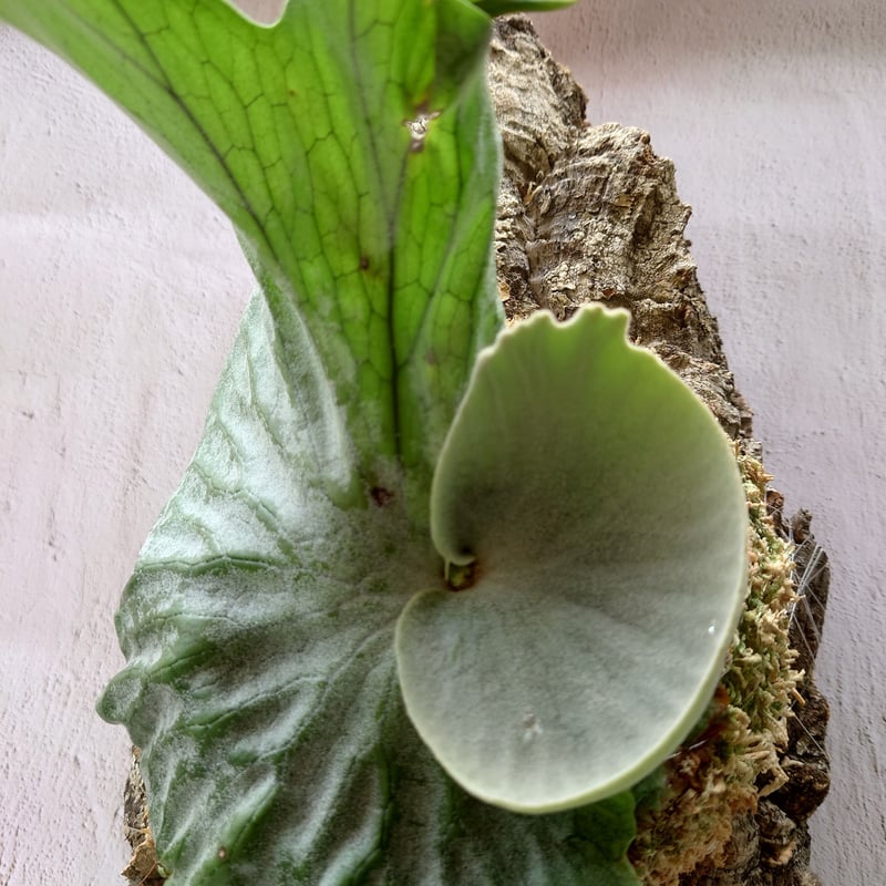ビカクシダ グランデ Platycerium grande コウモリラン ビカクシダ グランデ Platycerium grande コウモリラン