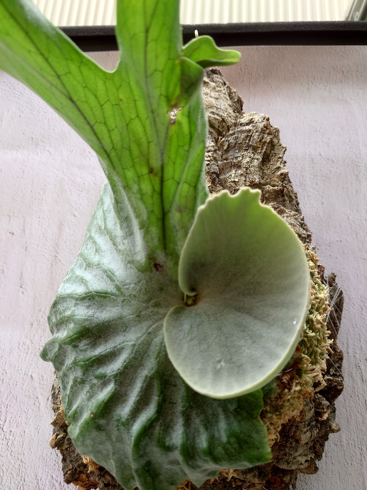 コウモリラン(ビカクシダ) (月下美人共生) 特大 コウモリラン(ビカクシダ) (月下美人共生) 特大