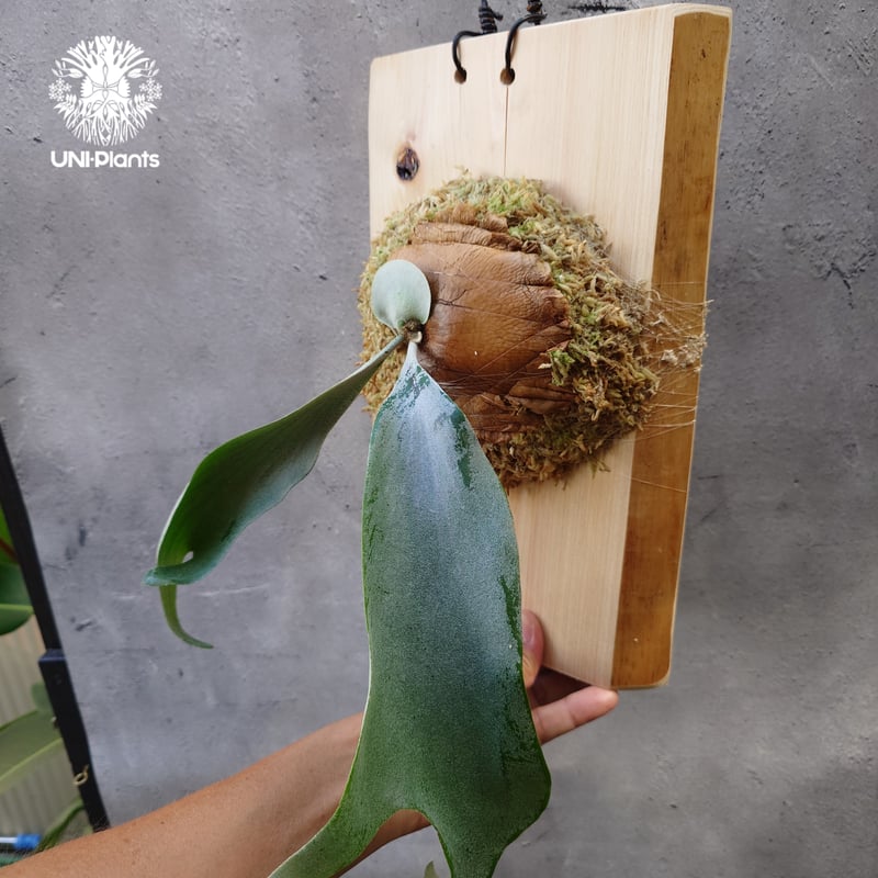 Platycerium Saikeaw(P.andinum x P.willinckii) ビ