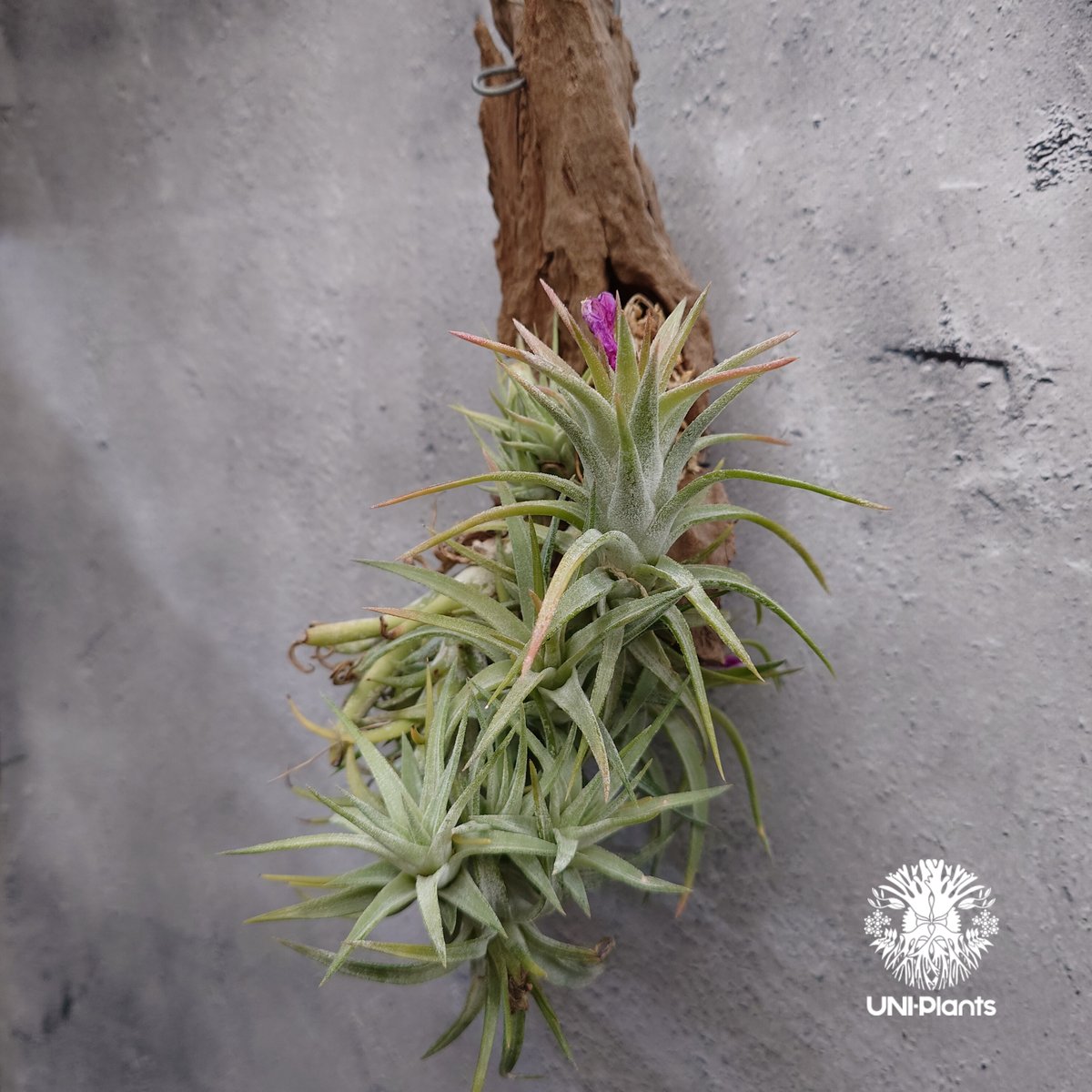 ブロメリア・エアープランツ T. ionantha var. van-hyningii Minor Jan Tillandsia ionantha var. vanhyningii ティランジア イオナ