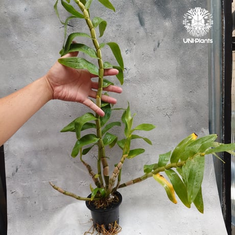 【タイ直輸入】着生ラン デンドロビューム セクンドゥム × Sib ｜珍品・希少ラン・蘭の花｜Dendrobium secundum x Sib
