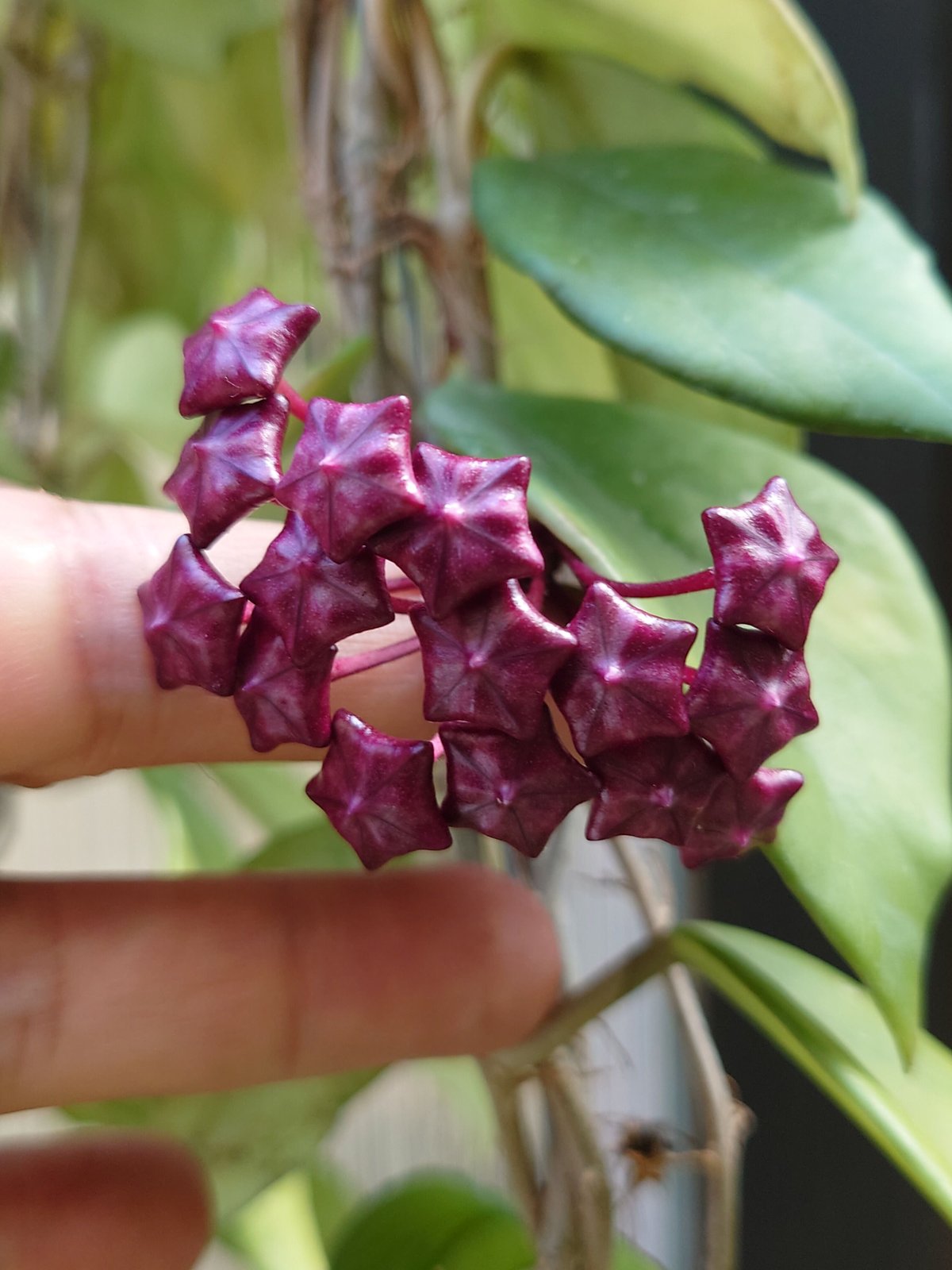hoya ホヤ　プビカリクス　ロイヤルハワイアンパープル　3号　吊り鉢　② ホヤ プビカリクス ロイヤル ハワイアン パープル Hoya