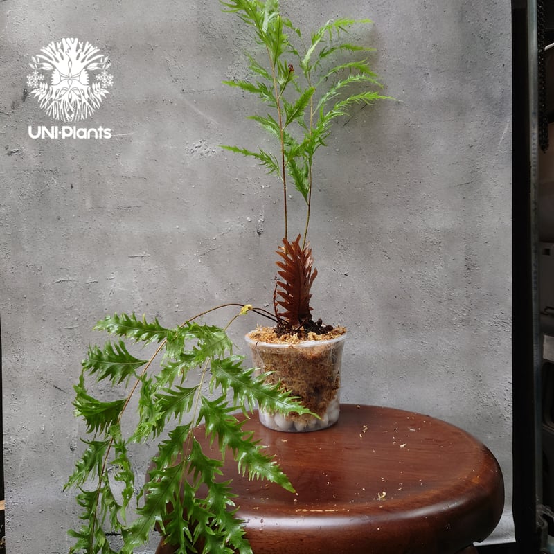 再入荷! Drynaria rigidula `whitei ドリナリア·リギデュラ'ホワイテ
