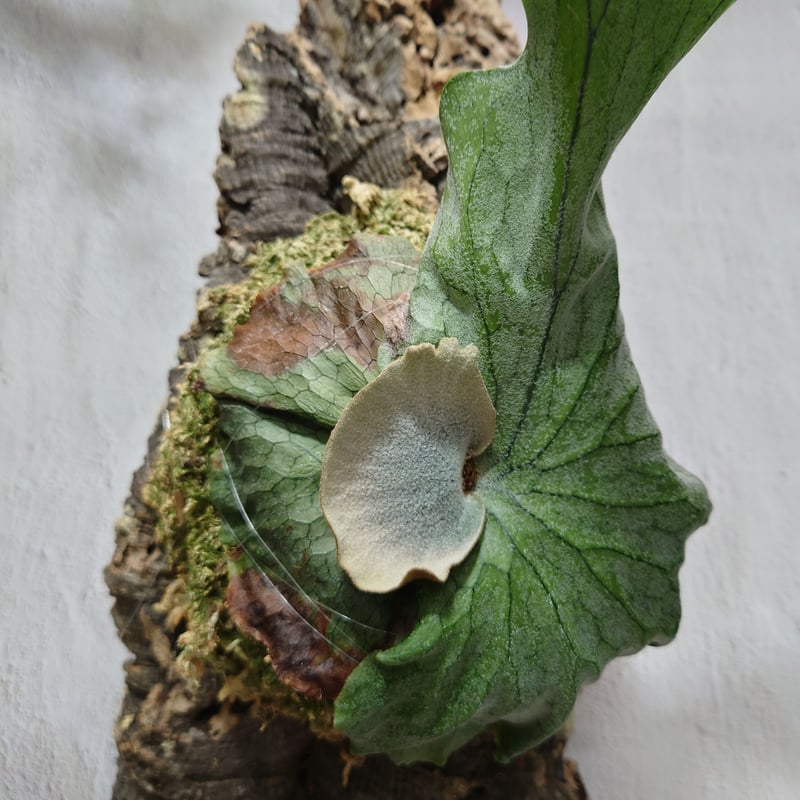 ビカクシダ グランデ Platycerium grande コウモリラン