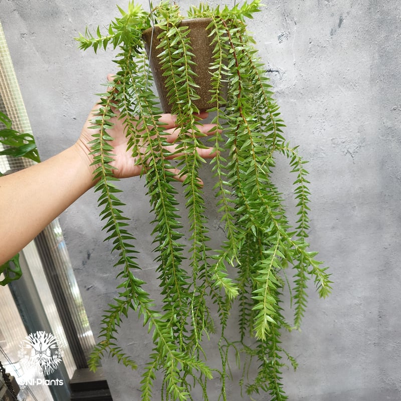 Huperzia spp. フペルジア Phlegmariurus (フレグマリウルス) 観