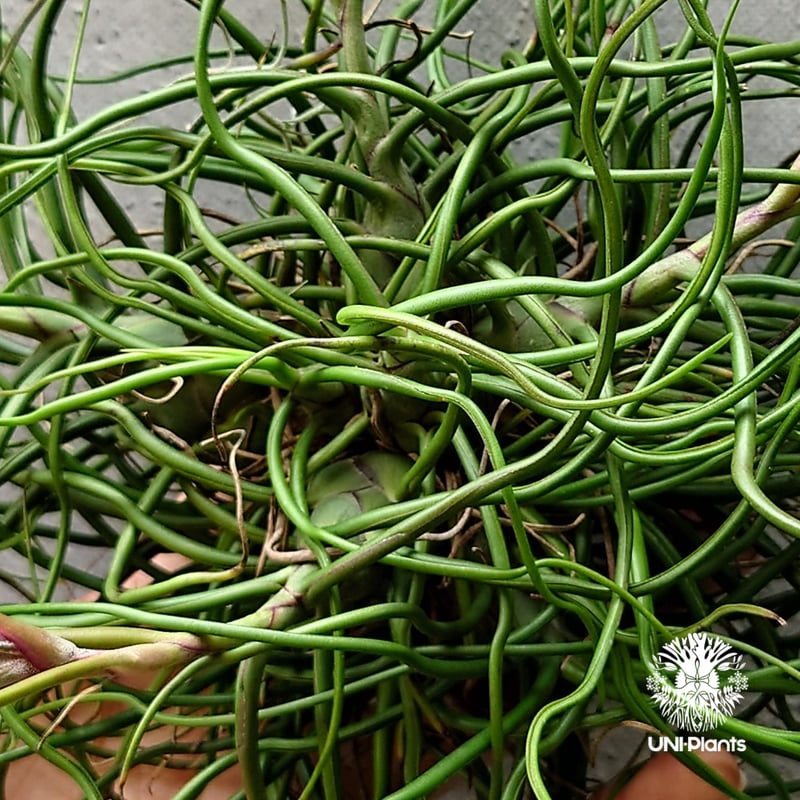 ラスト1株 Tillandsia bulbosa チランジア ブルボーサ 大株