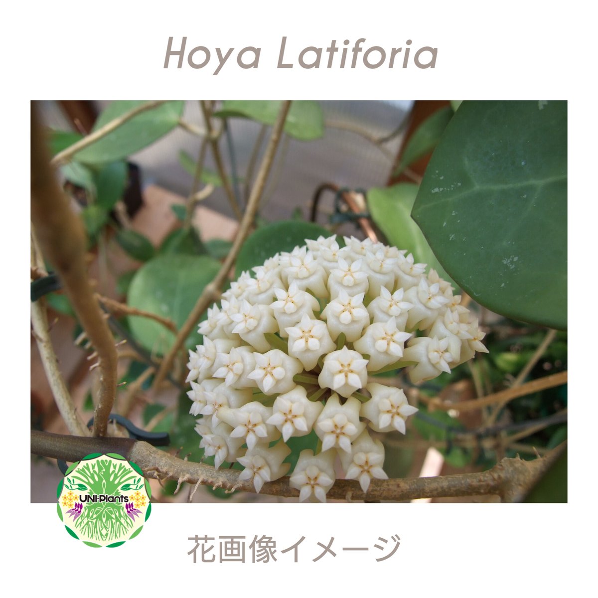 Hoya Latiforia ホヤ ラティフォリア 大ぶりサイズ ホヤ 植物 ホヤの花