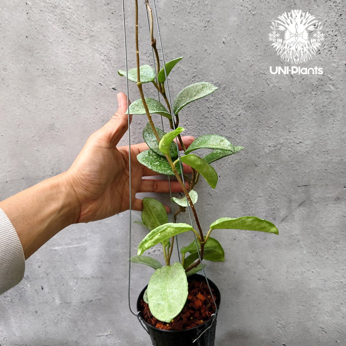 Hoya Carnosa Nova Ghost ホヤ カルノーサ ノバ ゴースト ホヤ Hoya Carnosa Nova Ghost ホヤ カルノーサ ノバ ゴースト ホヤ