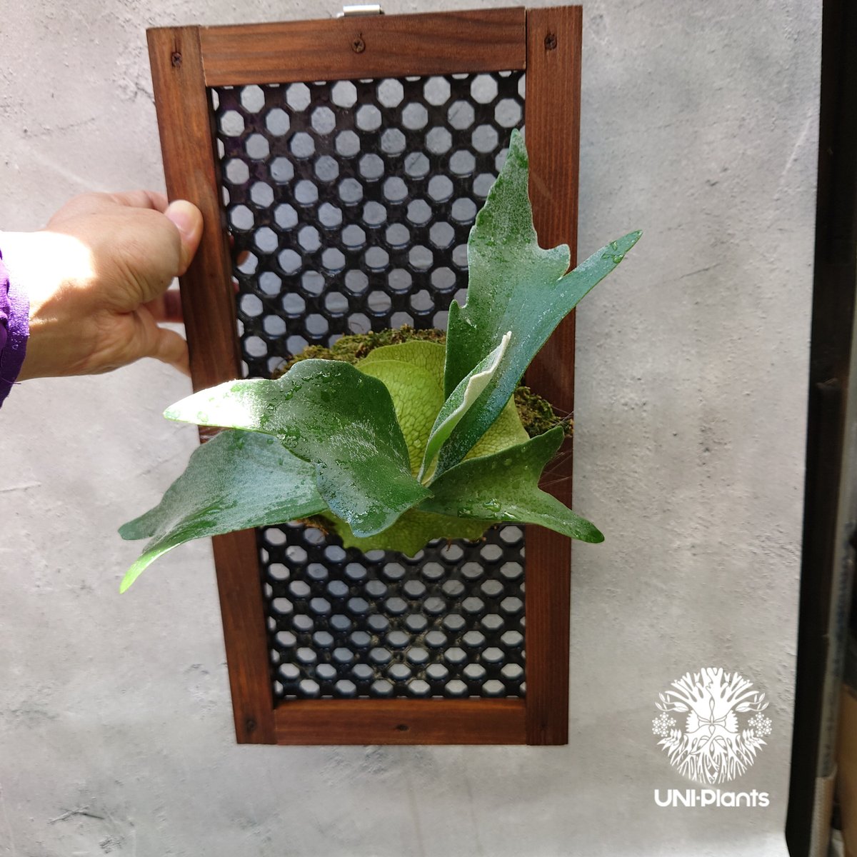 ビカクシダ アルシコルネ Platycerium alcicorne コウモリラン