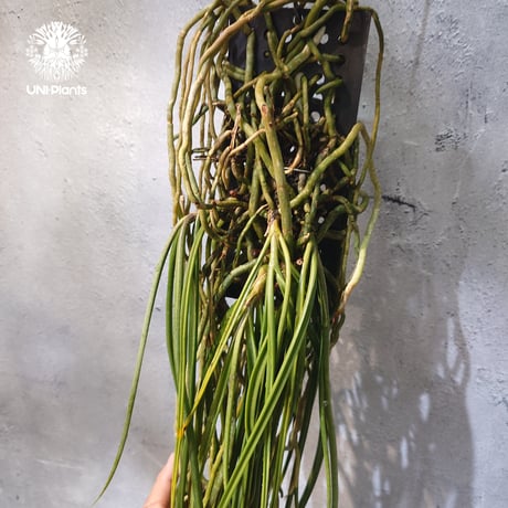 【タイ直輸入・着生ラン】Seidenfadenia mitrata ' pink ' |  セイデンファデニア ミトラタ pink｜Orchid｜着生ラン｜着生蘭