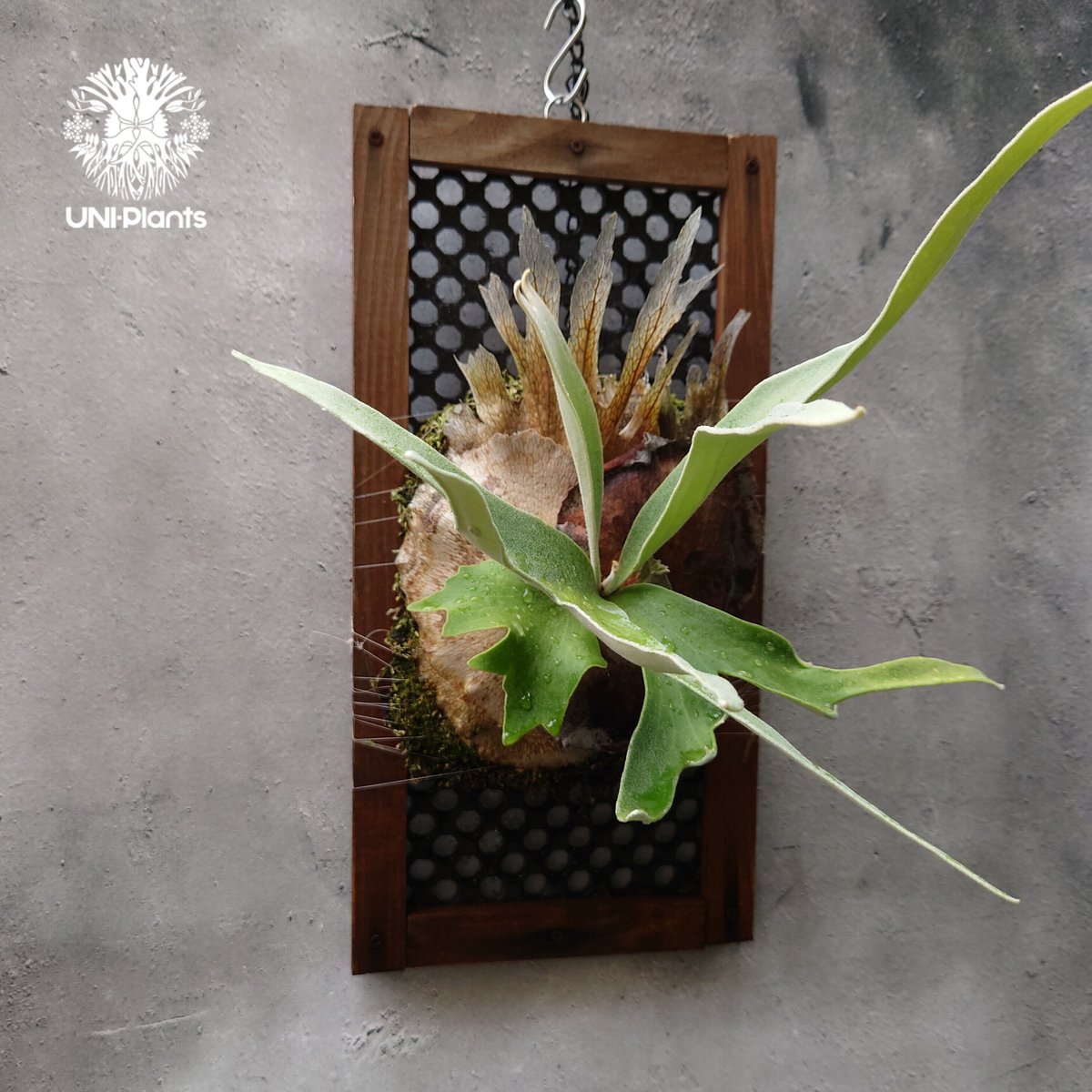 ビカクシダシダ GOKUU 子株 woot オリジナル 【公式通販】