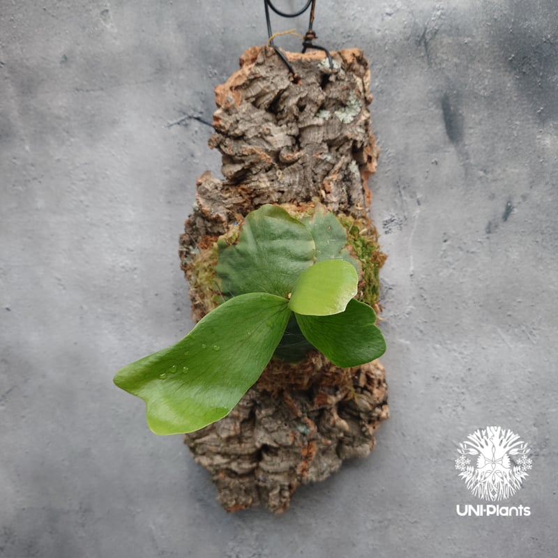 Platycerium hillii×wandae ビカクシダ ヒリー×ワンダエ コウモリラン