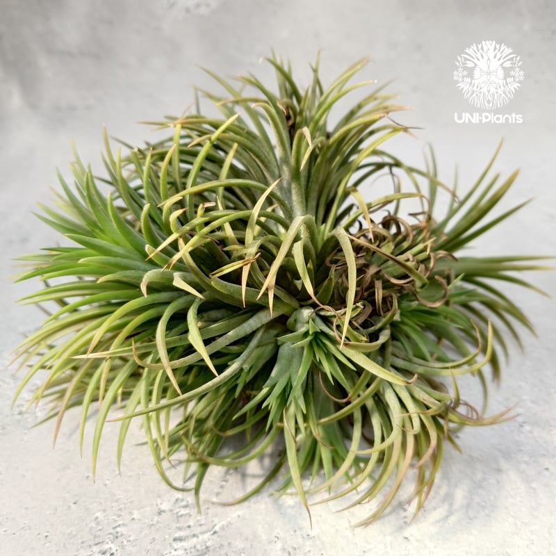 Tillandsia Ionantha (M) チランジア・イオナンタ Tillandsia