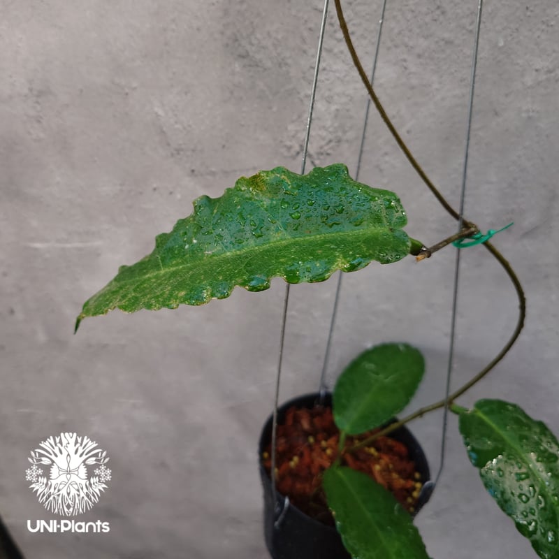 Hoya versteegii ホヤ植物 ホヤの花 希少な植物 Hoyaplants Hoya