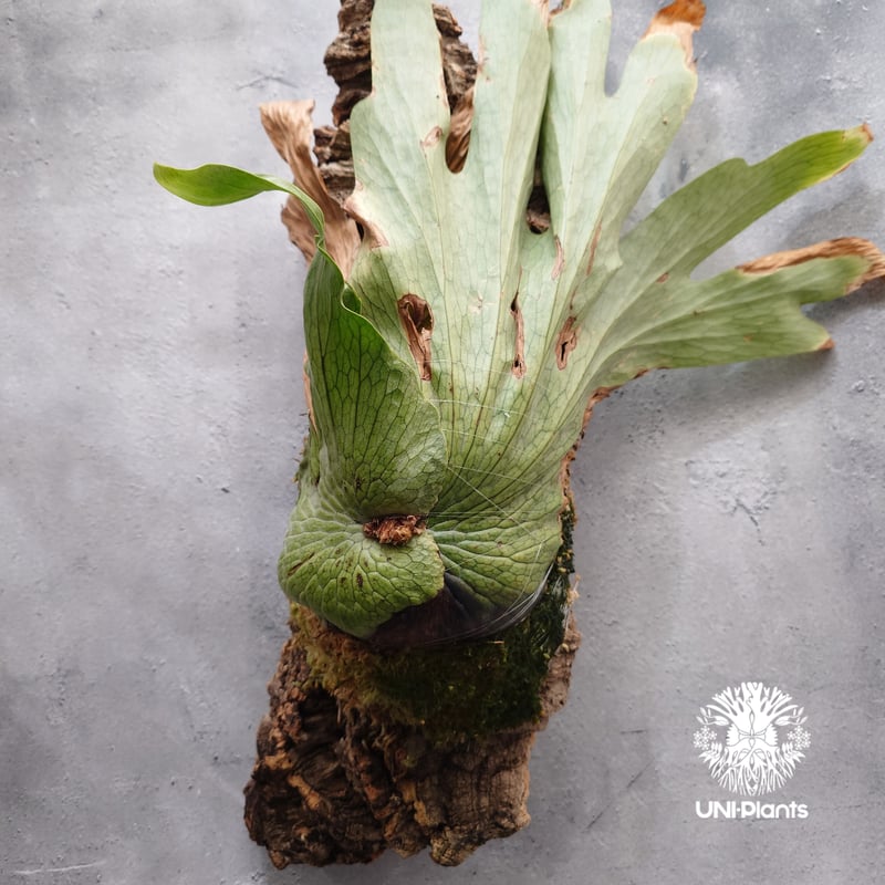 ビカクシダの女王 ワンダエ　Platycerium wandae⑦大きめ大迫力 ビカクシダの女王 ワンダエ Platycerium wandae⑦大きめ大迫力