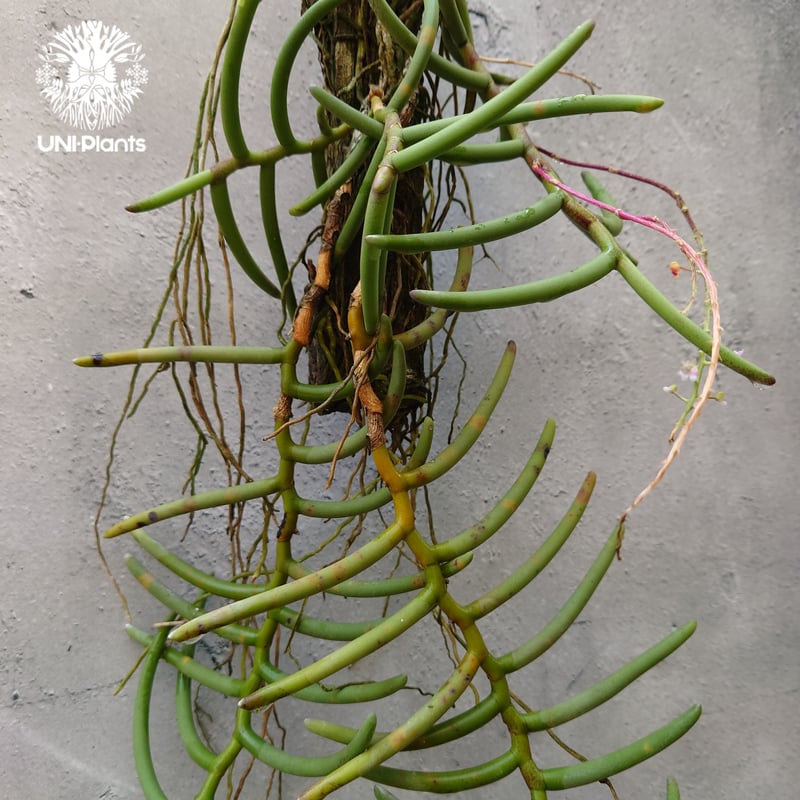 Cleisostoma arietinum クレイソストマ アリエティナム 着生植物