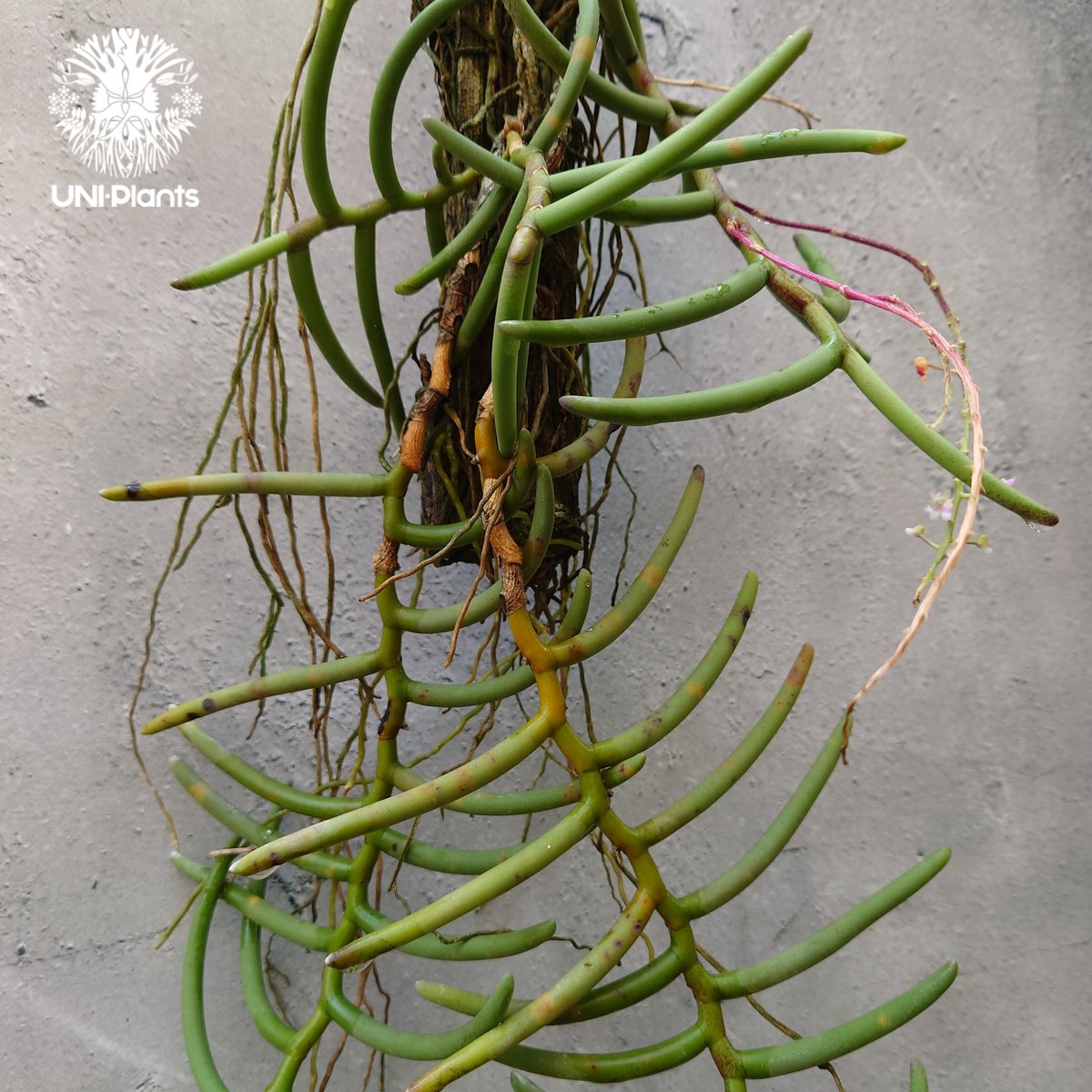 Cleisostoma arietinum クレイソストマ アリエティナム 着生植物