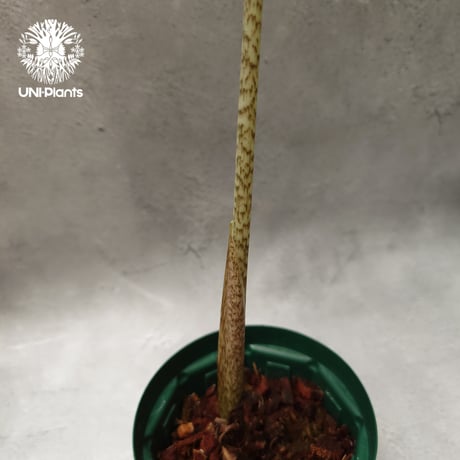 Alocasia jacklyn アロカシア ジャクリン アロカシアジャックリ 観葉植物 珍奇植物 希少 珍しい インテリア植物 アロイド