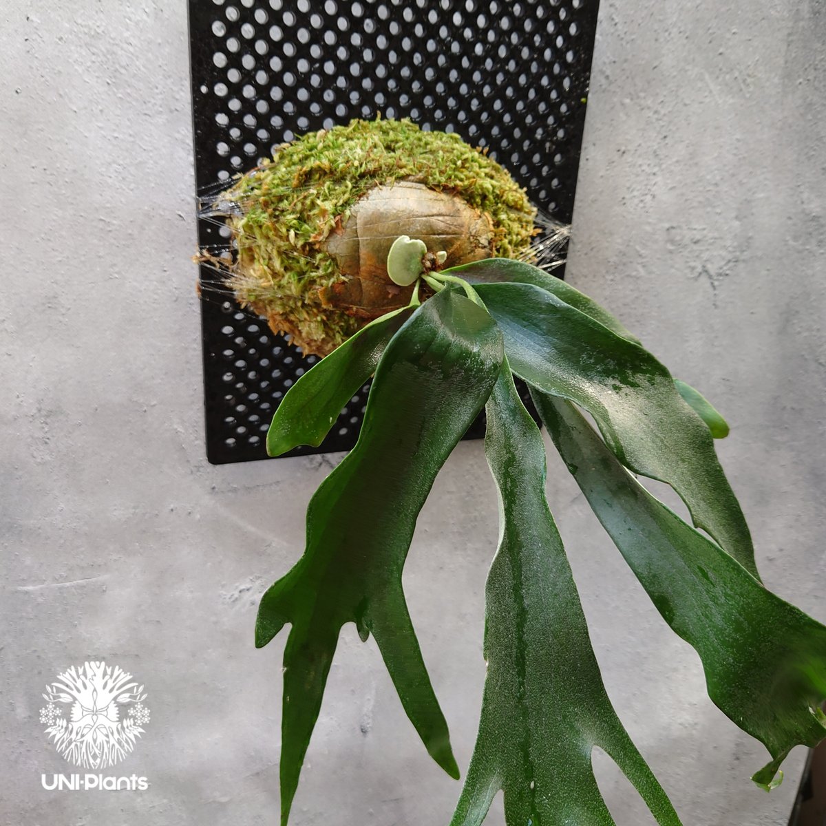 Platycerium Rydeen ビカクシダ ライディーン ビカクシダ コウモリラン