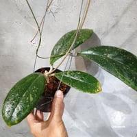 【タイ直輸入・現地選抜の希少株】Hoya forbesii jabar｜ホヤ フォーベシー jabar｜希少株・ホヤの花・着生植物・つる性植物｜