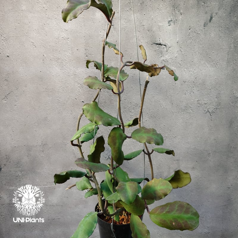 Hoya Waymaniae Borneo ホヤ ウェイマニアエ ボルネオ ホヤ植物 ホヤの