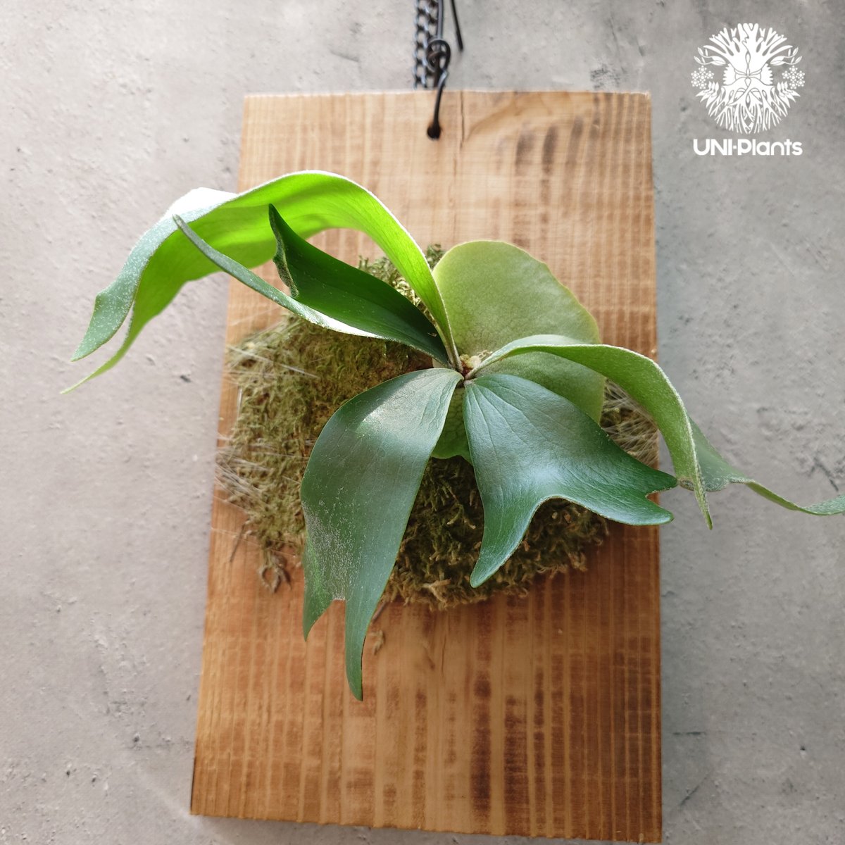 Platycerium alcicorne ビカクシダ アルシコルネ コウモリラン