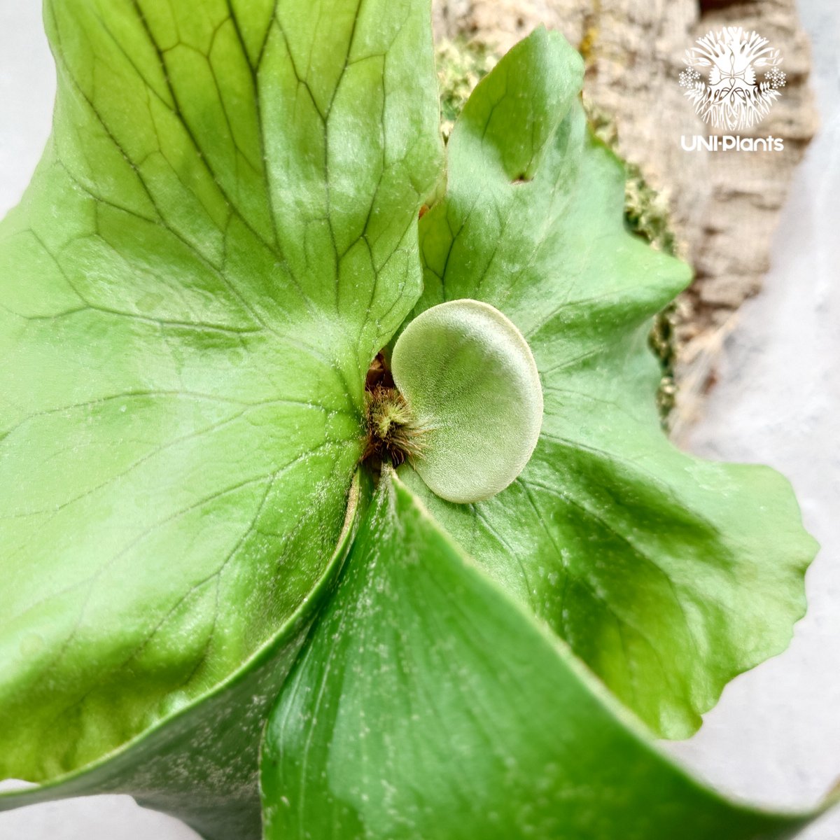 Platycerium Neptune (pup) ビカクシダ ネプチューン ビカクシダエレ