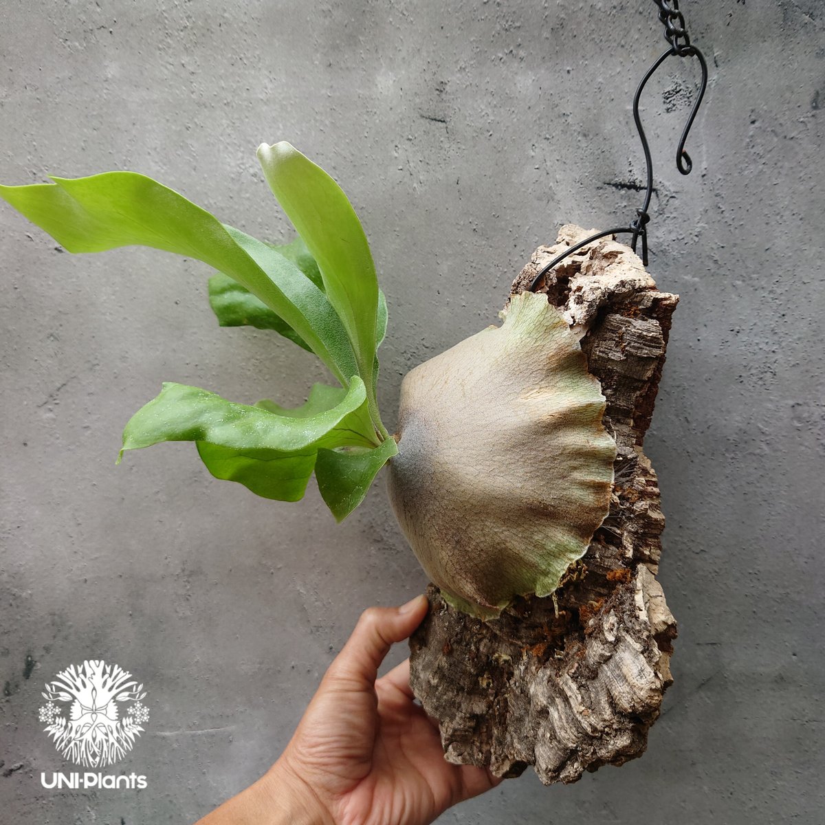 ビカクシダ ヒリードラゴン Platycerium hillii cv.Dragon