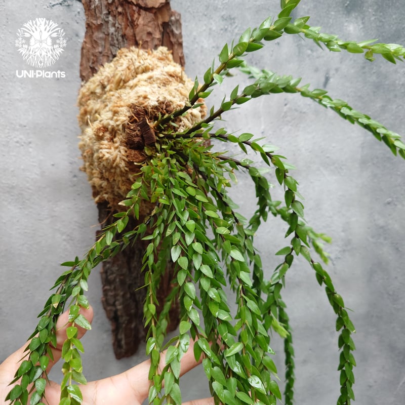 Huperzia spp. フペルジア Phlegmariurus (フレグマリウルス) 観