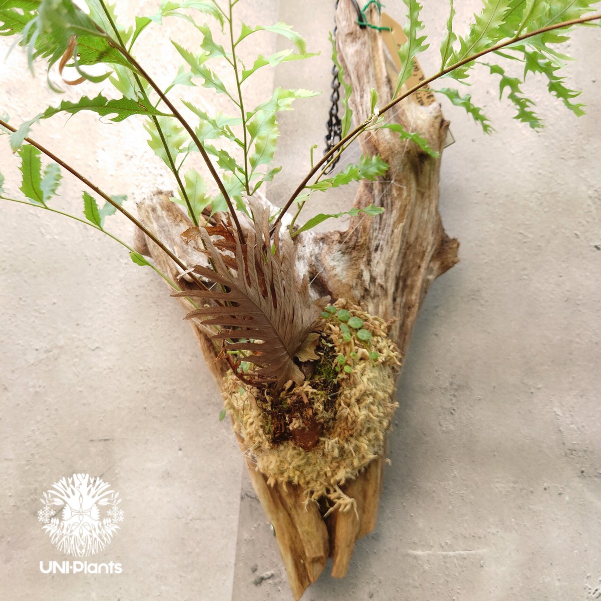 ドリナリア リギュドラ ホワイティ E103 ドリナリア リギュドラ