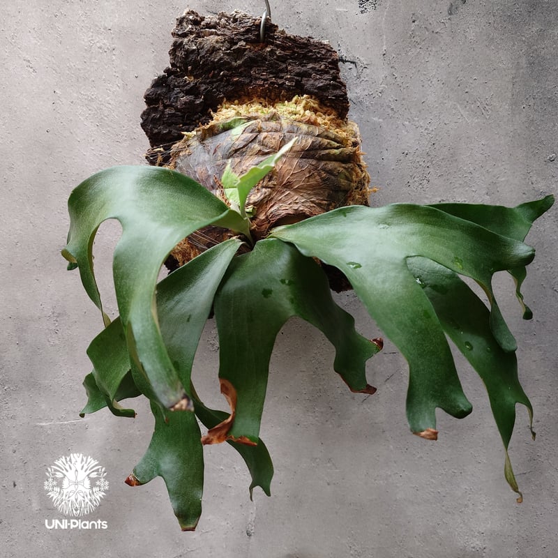 ビカクシダ アルテミス Platycerium Artemis (Alcicorne x Qu
