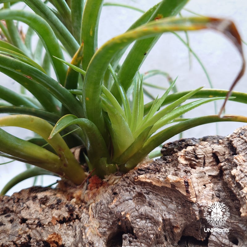 Tillandsia brachycaulos x concolor チランジア・ブラキカウロ