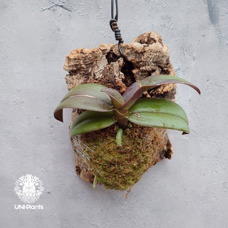 Phalaenopsis pulcherrima var Red ubon 着生植物 洋ラン 着生蘭 着生ラン 着生コルク ハンキング植物