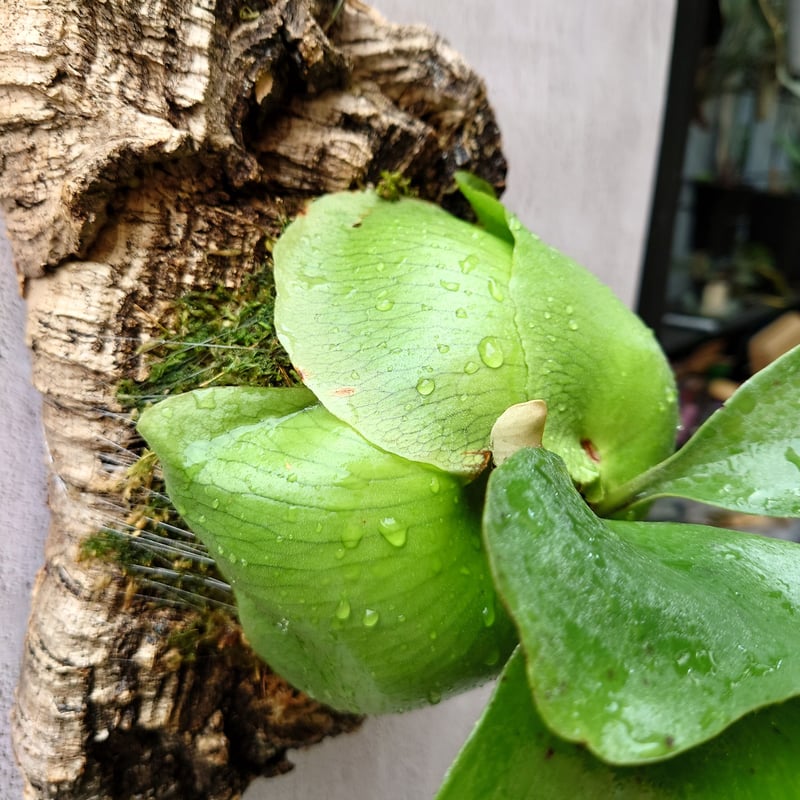 ビカクシダ エリシー Platycerium ellisii コウモリラン ビカクシダ エリシー Platycerium ellisii コウモリラン