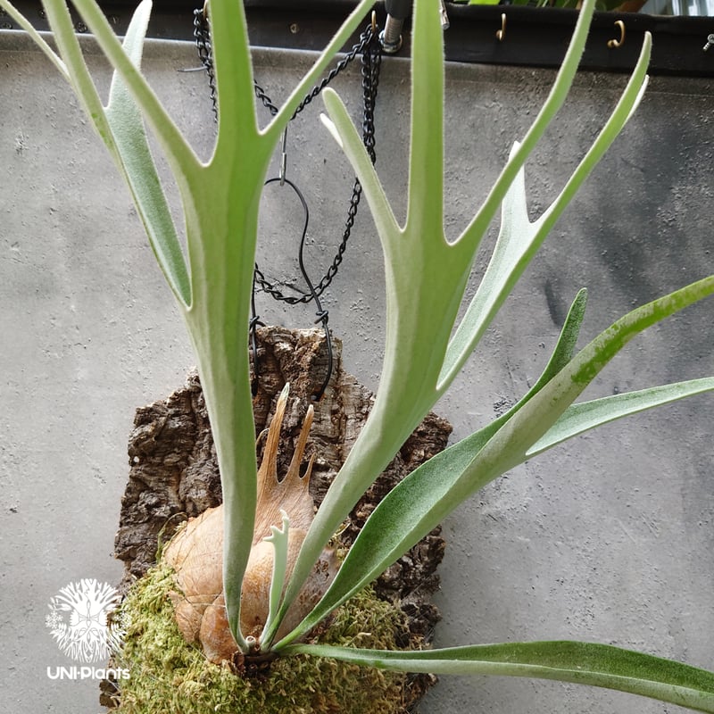 ビカクシダ ベイチー Platycerium veitchii コウモリラン