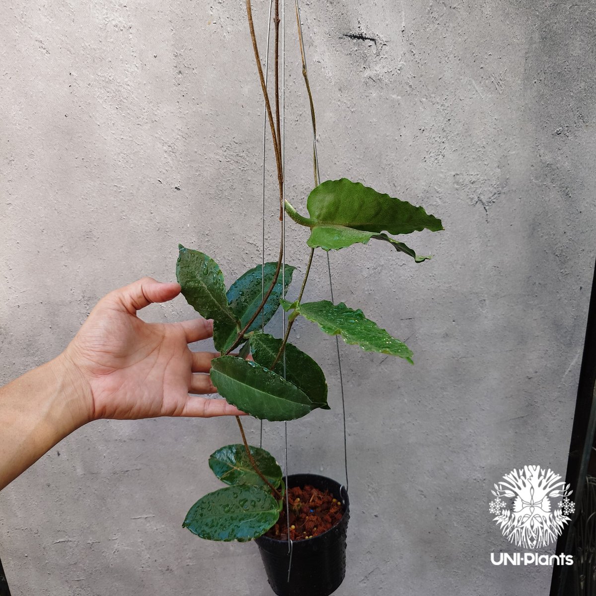 Hoya versteegii ホヤ植物 ホヤの花 希少な植物 Hoyaplants Hoya