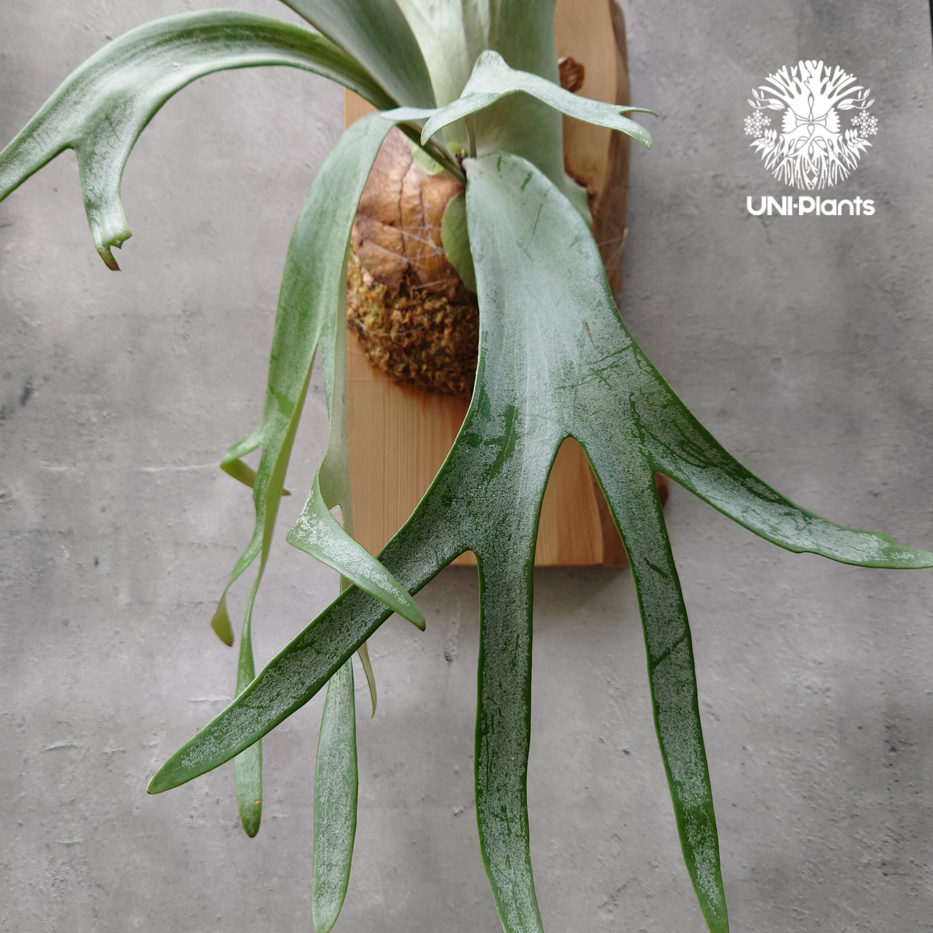 ビカクシダ ウィリンキーcv.インドネシア Platycerium willinckii cv