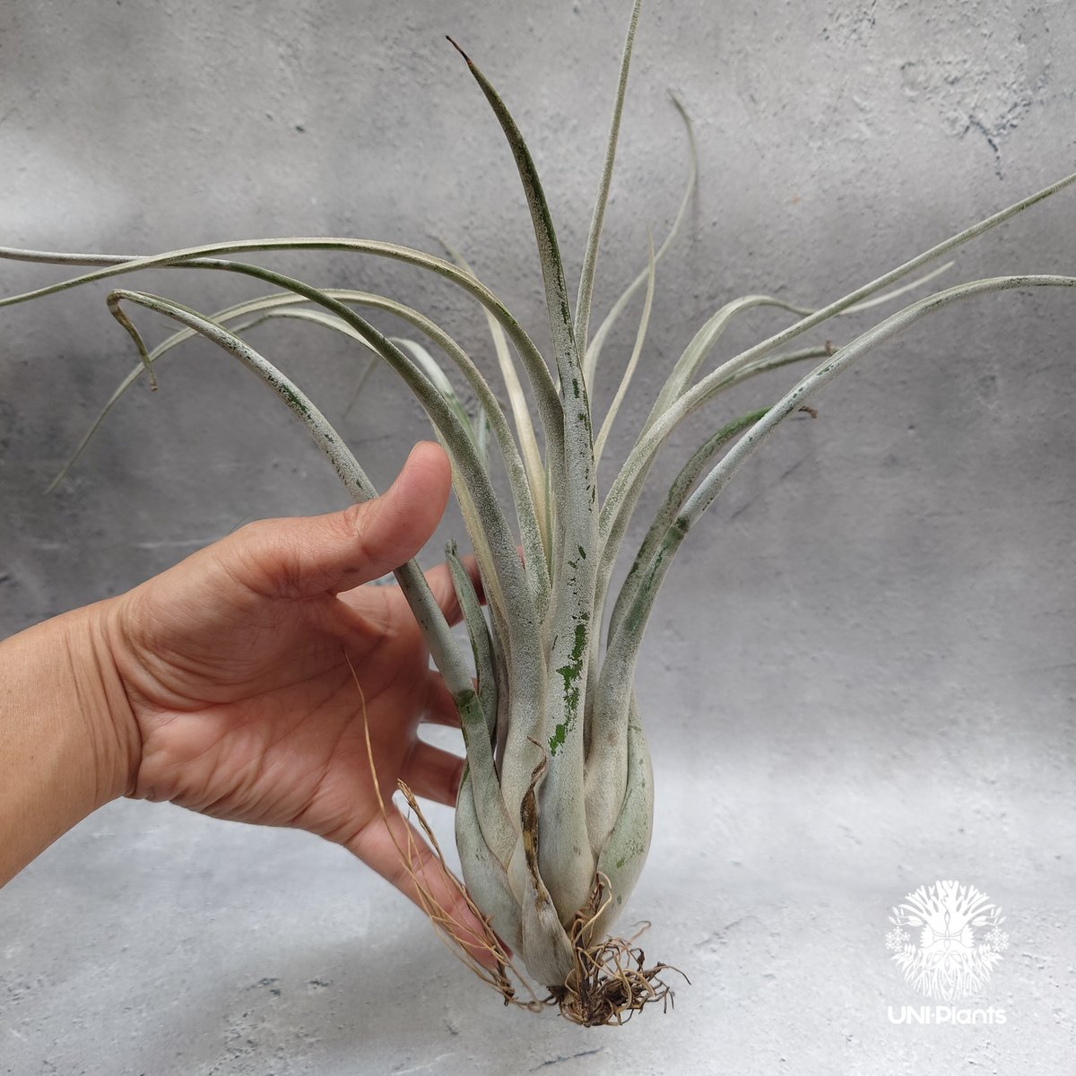 Tillandsia Kraken チランジアクラーケン Tillandsia インテリア植物